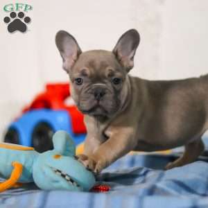 Murphy, Frenchton Puppy